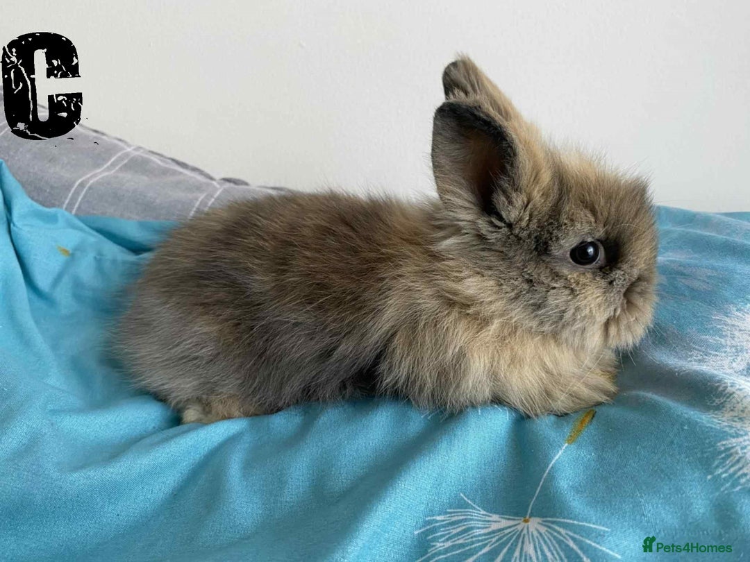 Lionhead rabbits for sale: Pure Breed Fluffy Double Mained Lionhead Kits - Image 9