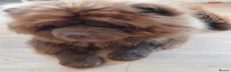 Chow Chow dogs for stud: Amazing chocolate chow chow for stud - Advert 3