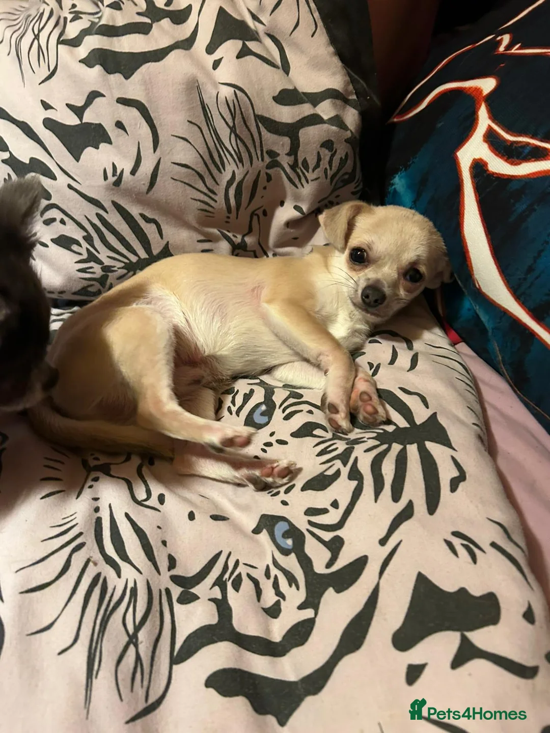 Chihuahua dogs for stud: Stud  - Advert 6