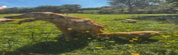 Labrador Retriever dogs for sale: Fox Red Labrador Puppies  - Advert 13