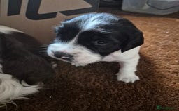 English Springer Spaniel dogs for sale: English springer spaniel puppies - Image 1