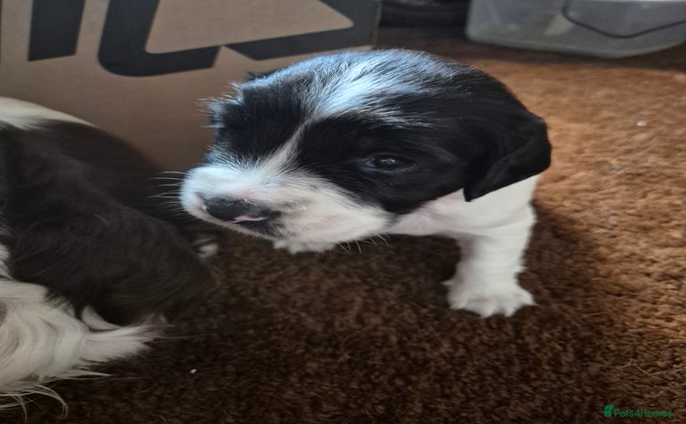 English Springer Spaniel dogs - Advert 2