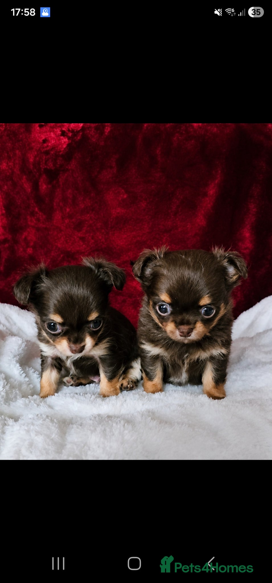 Chihuahua dogs KC reg Chocolate and tan chihuahua pups for sale - Advert 8