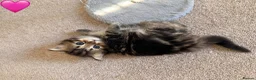 Persian cats for sale: 5 Persian X kittens available from 9th May - Advert 17