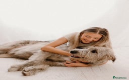 Irish Wolfhound dogs for sale: Irish Wolfhound Puppies For Sale - IKC Registered  - Image 10