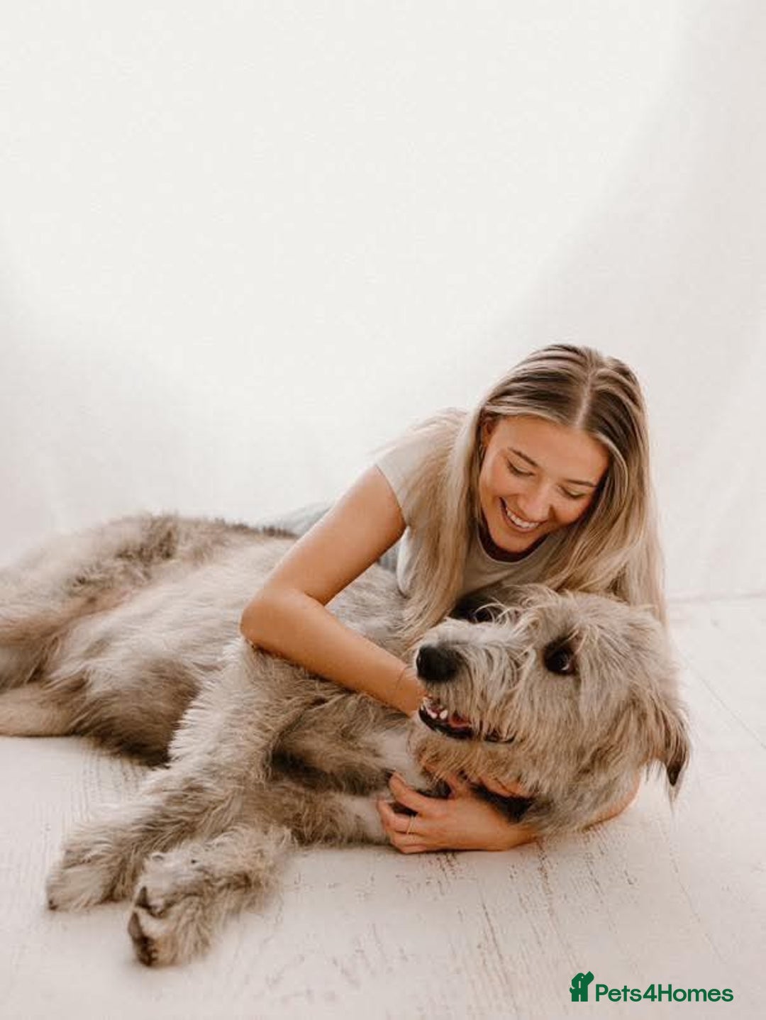 Irish Wolfhound dogs for sale: Irish Wolfhound Puppies For Sale - IKC Registered  - Image 10