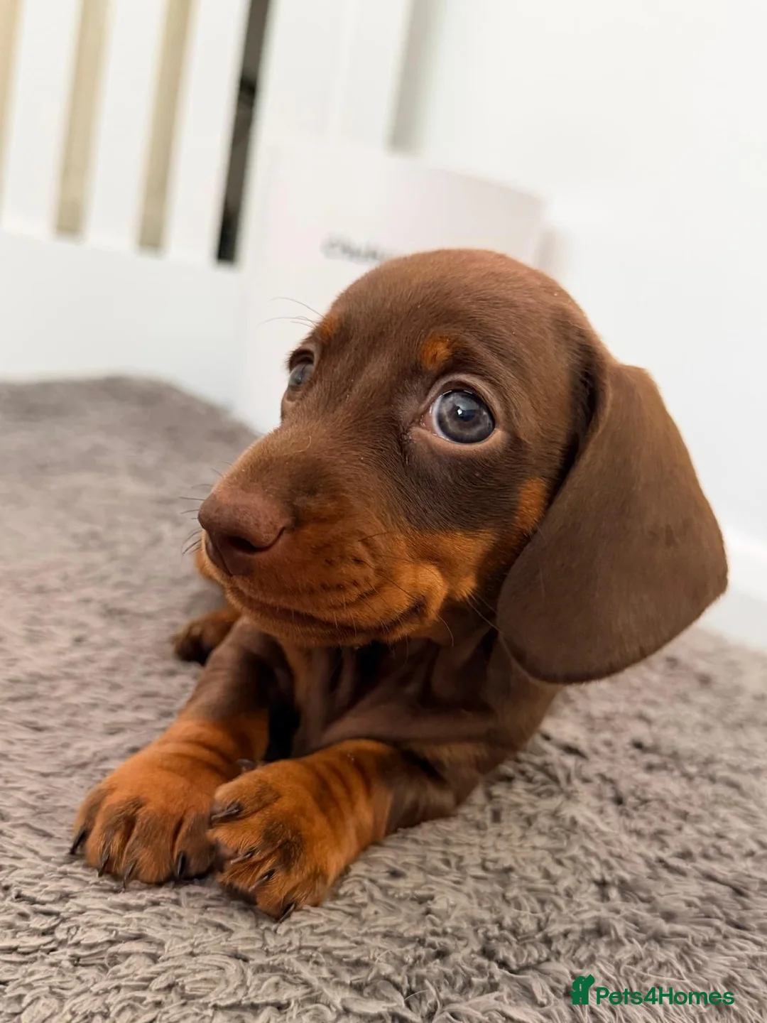 Miniature Dachshund dogs for sale: miniature dashhounds kc registered  - Advert 1