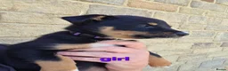 Mixed Breed dogs for sale: Australian Kelpie x Australian cattle dog puppies - Advert 6