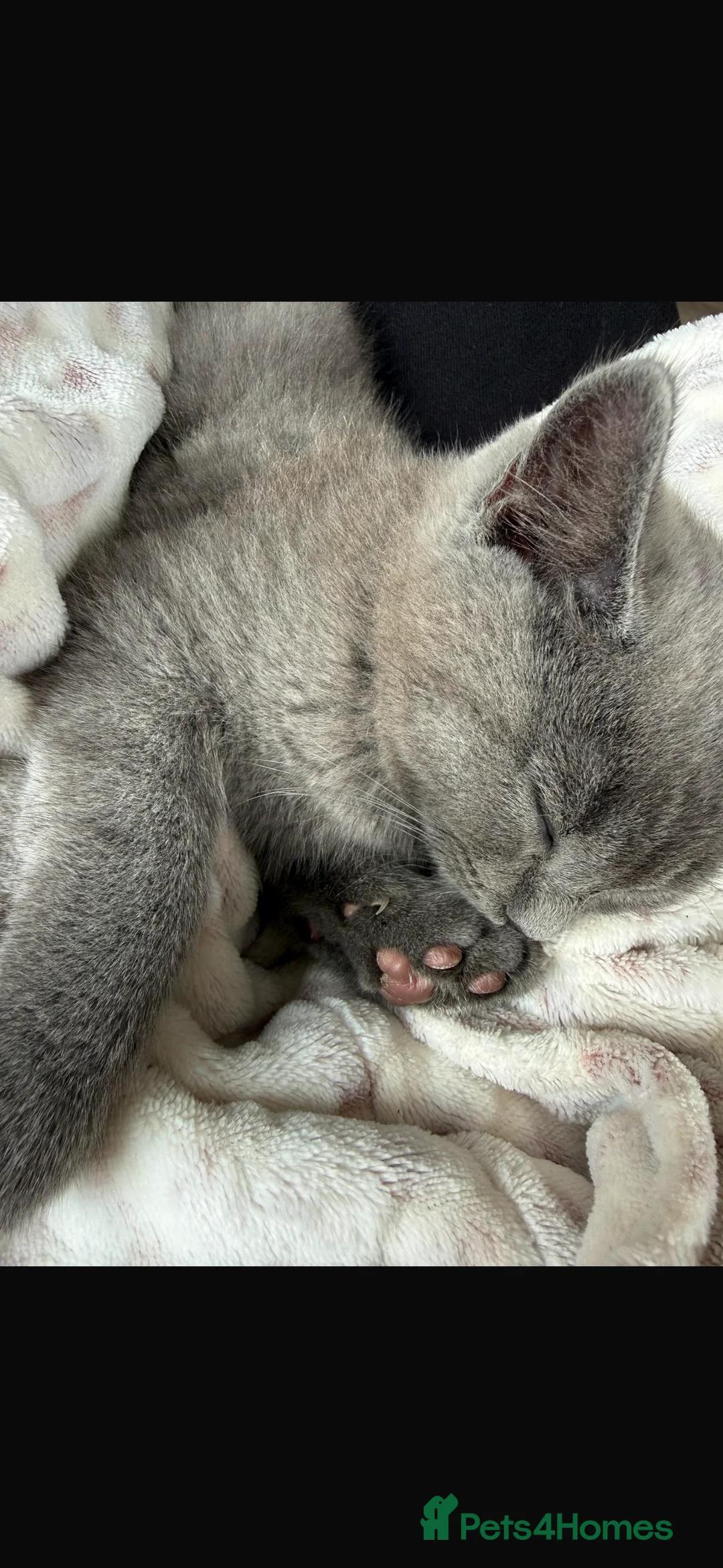 British Shorthair cats for sale: Last male blue British shorthair. - Advert 2