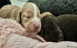 Cocker Spaniel dogs for sale: Working cocker spaniel *KC REG* - Advert 1