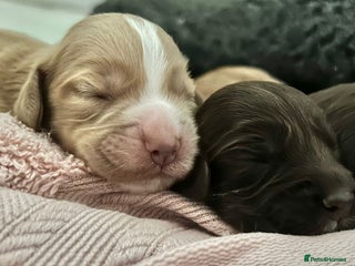 Cocker Spaniel dogs for sale: Working cocker spaniel *KC REG* - Advert 1