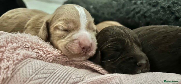 Cocker Spaniel dogs Working cocker spaniel *KC REG* - Advert 1