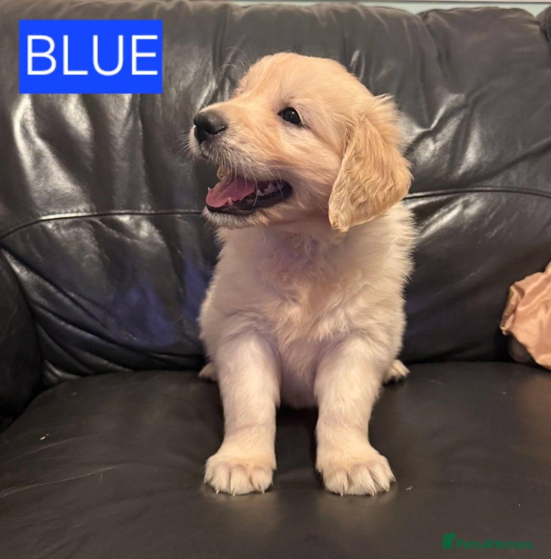 Golden Retriever dogs for sale: RKC reg Golden Retriever puppies - Advert 8