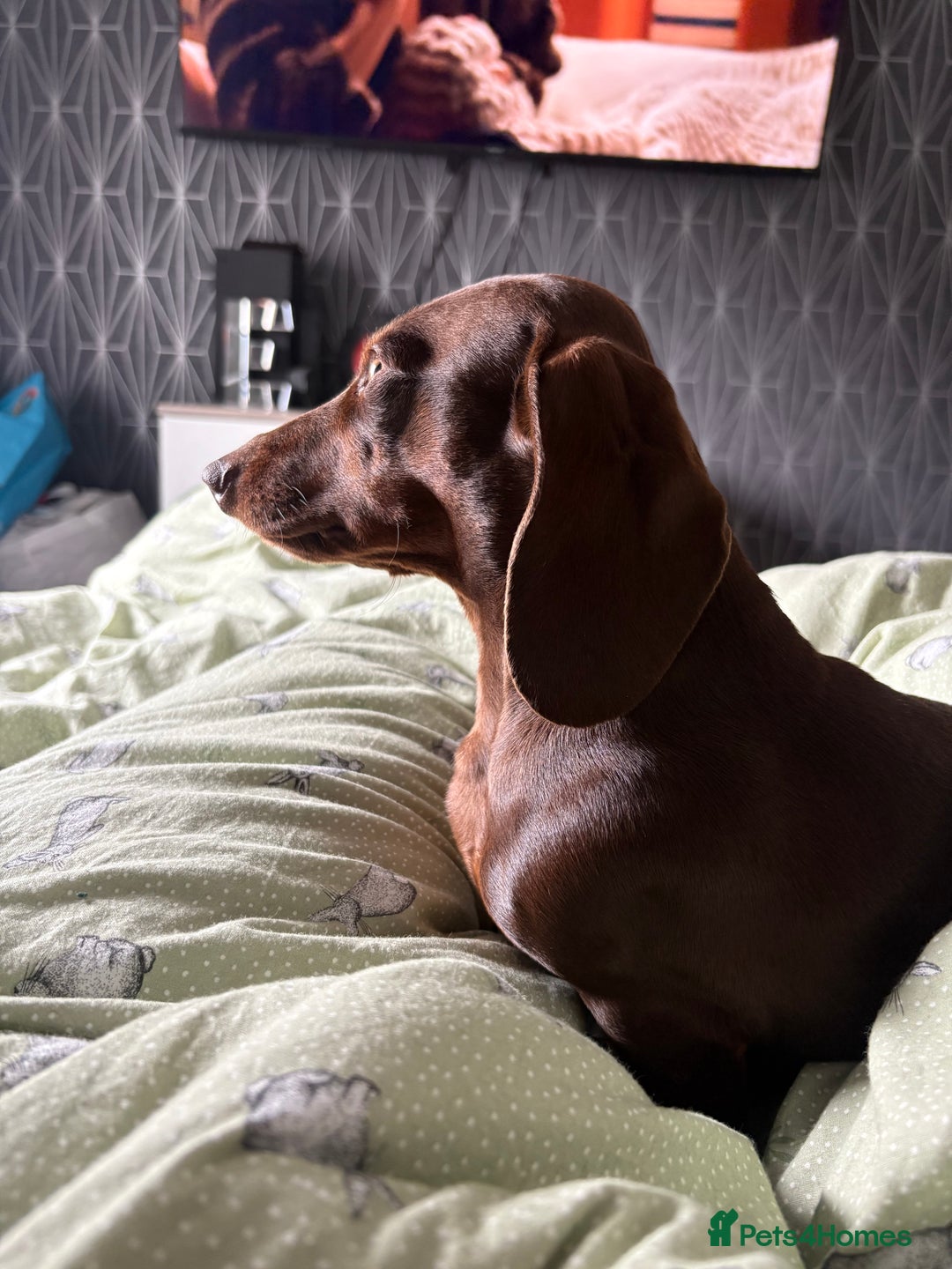 Miniature Dachshund dogs for stud: Miniature Dachshund STUD dog  - Advert 12