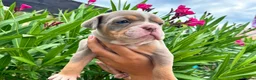 English Bulldog dogs for sale: Exceptional English Bulldog Puppies in Stockport - Advert 5