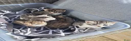 British Shorthair cats for sale: Fluffy Tigers (Last Two) - Advert 13