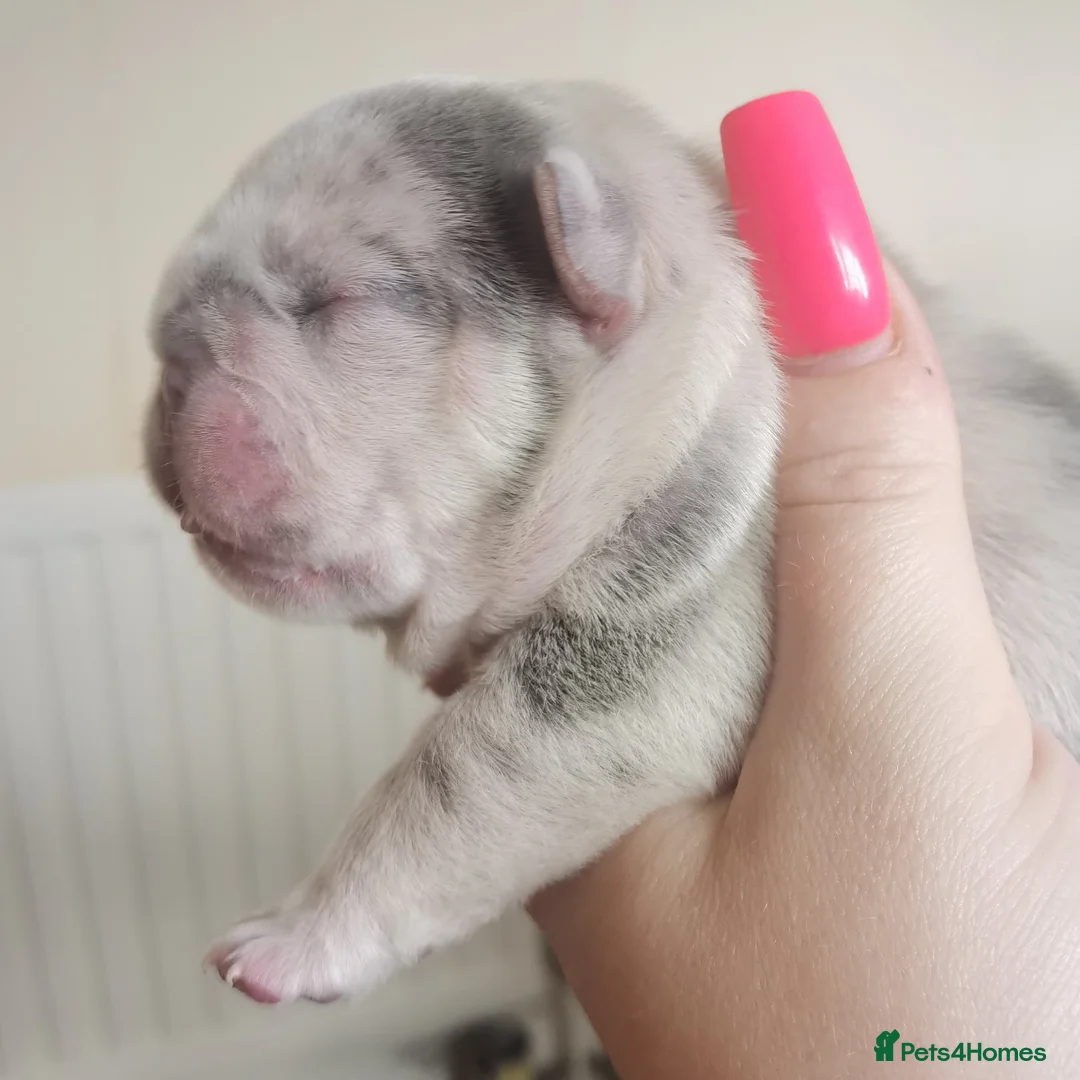 French Bulldog dogs for stud: Mayan, Rfg, bva, Silver health tested Lilac tan in Sheffield - Advert 19