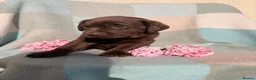 Labrador Retriever dogs for sale: ⭐️ KC Registered Chocolate Lab Puppies ⭐️ - Advert 4