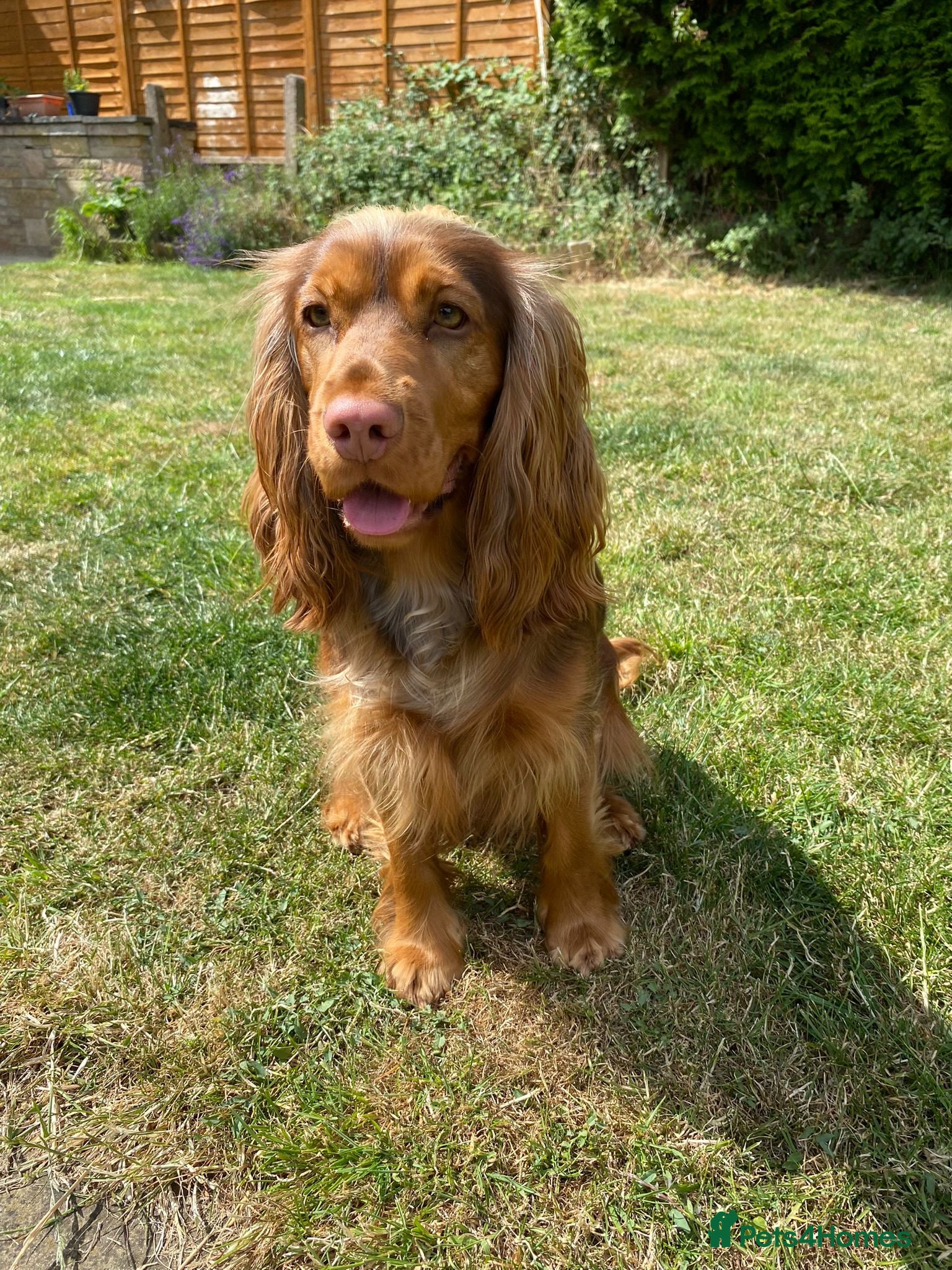 Cocker Spaniel dogs Yuna the cocker spaniel 3Y needs new forever home - Advert 3