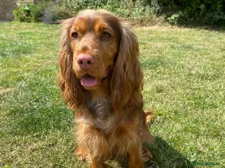 Cocker Spaniel dogs Yuna the cocker spaniel 3Y needs new forever home - Advert 2