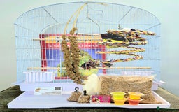 Budgerigars birds for sale: Gorgeous Baby Budgies ready now!!! - Image 19