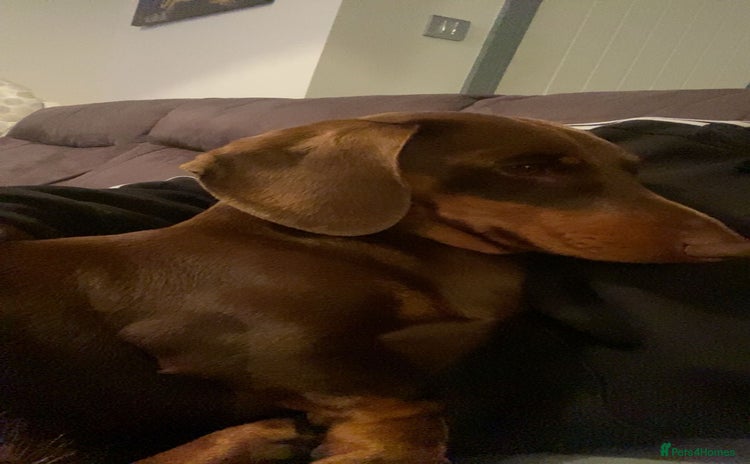 Miniature Dachshund dogs - Advert 4