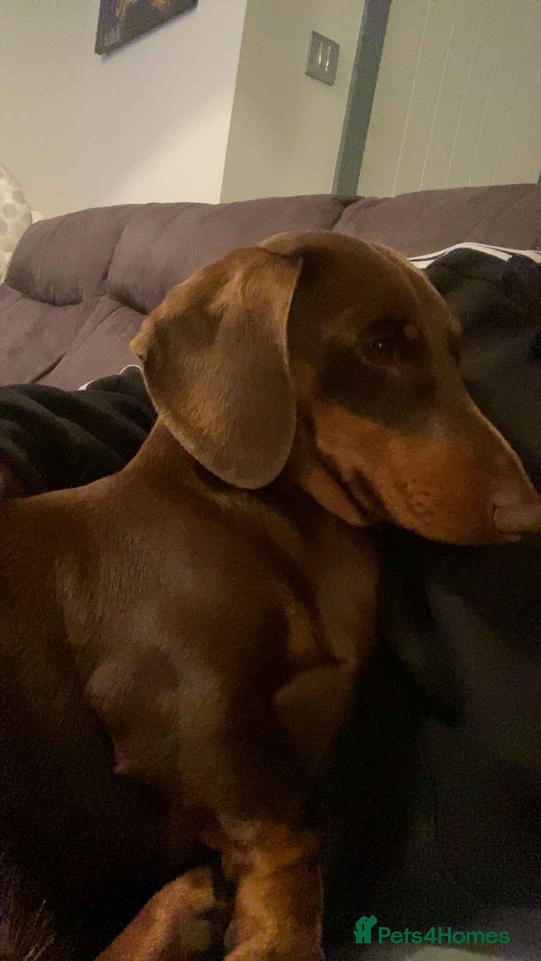 Miniature Dachshund dogs for sale: Miniature dachshund  - Image 1