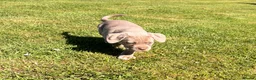 Cane Corso dogs for sale: 5 Towns Corsos Spring litter  - Advert 17