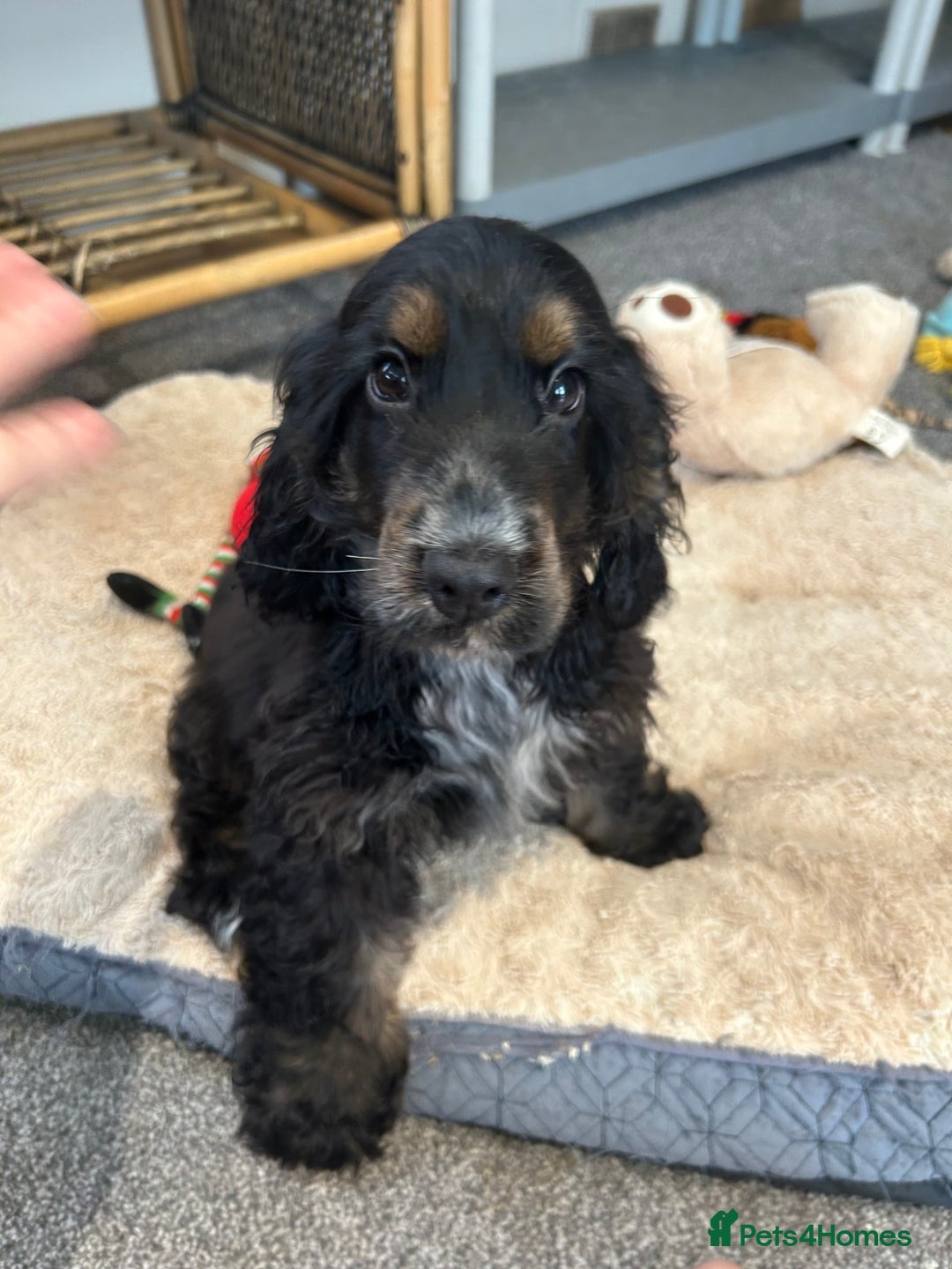 Cocker Spaniel dogs for sale: LAST TWO SHOW COCKER SPANIEL BOYS in Ely - Image 2