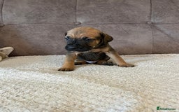 Cane Corso dogs for sale: Gorgeous cane corso - Image 8