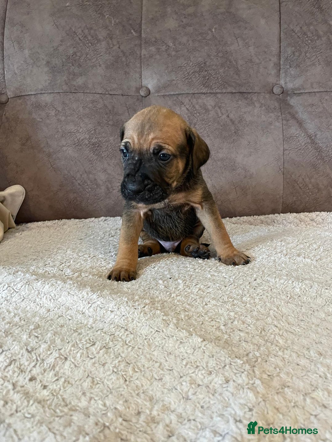 Cane Corso dogs for sale: Gorgeous cane corso - Image 8