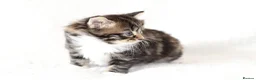 Mixed Breed cats for sale: Meet Our Beautiful Kittens! 🐾 - Advert 7