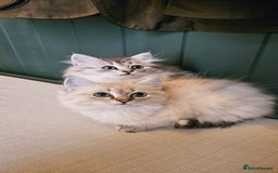 Siberian cats for sale: Gorgeous Pure Siberian Kittens For Sale  - Image 6