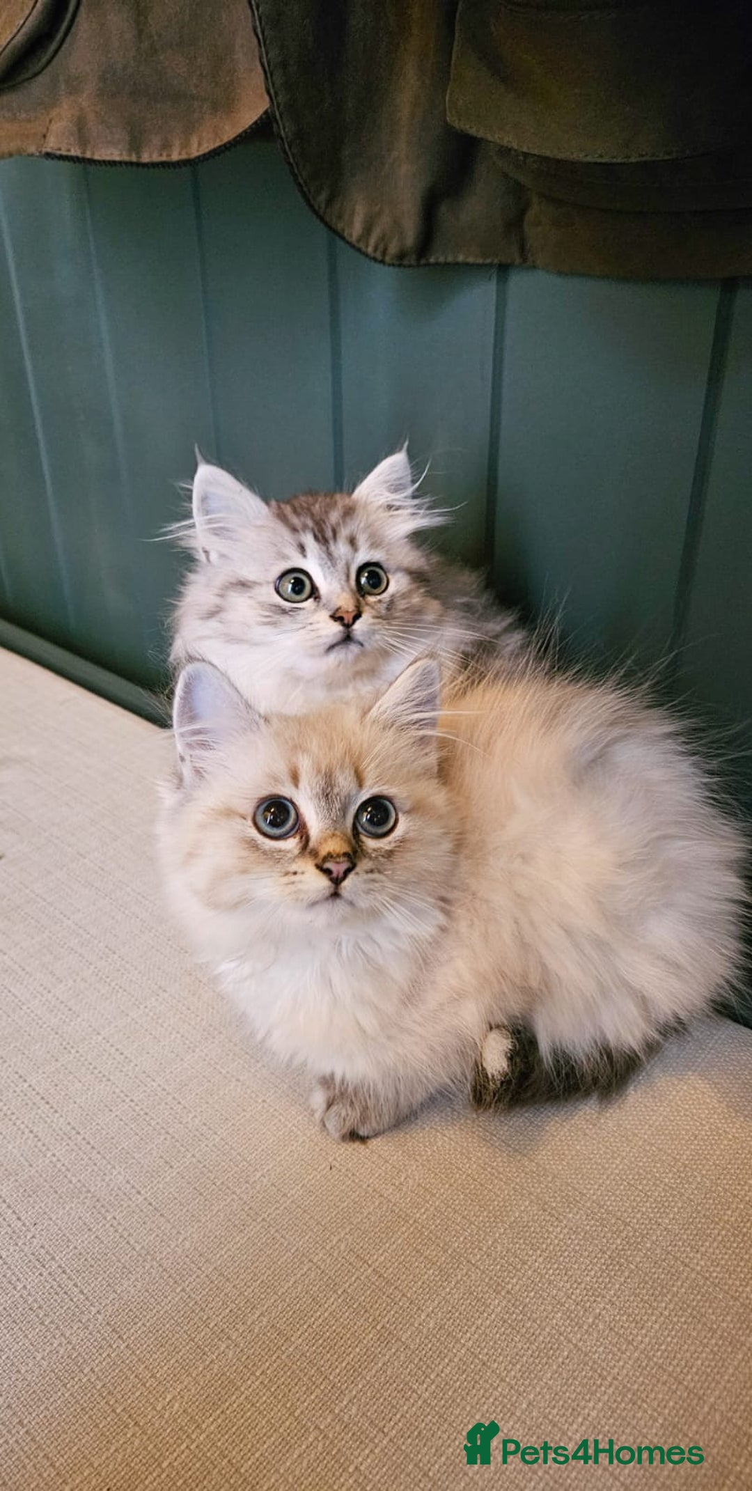 Siberian cats for sale: Gorgeous Pure Siberian Kittens For Sale  - Image 6