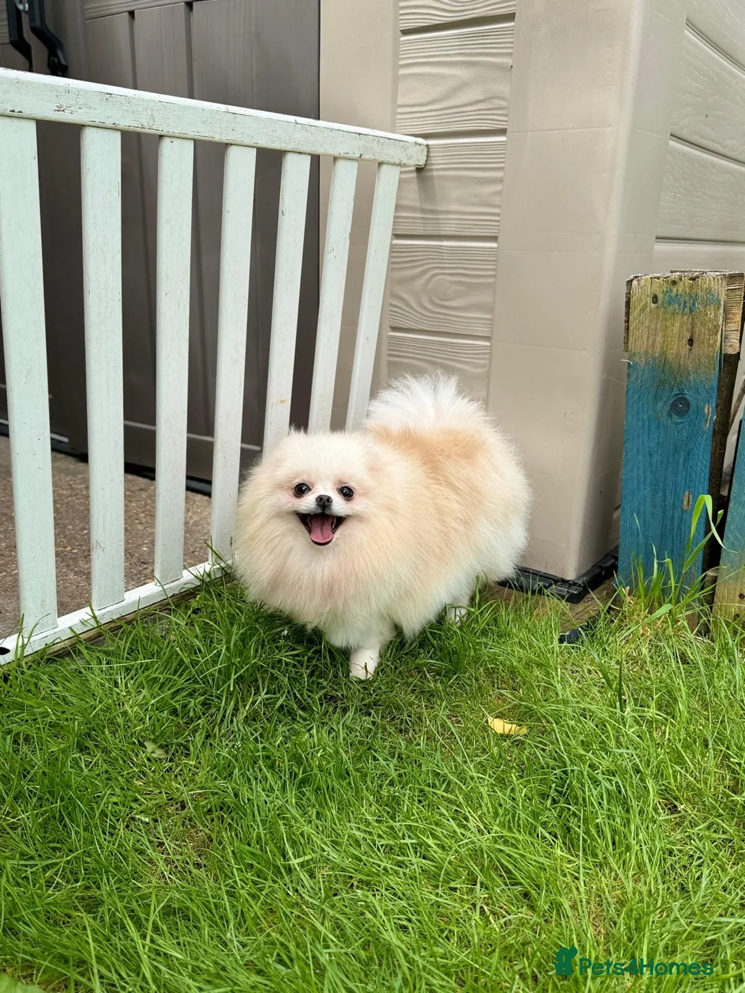 Pomeranian dogs for sale: Pomeranian Female for Sale – 3 Years Old - Advert 3