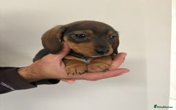 Miniature Dachshund dogs for sale: Gorgeous Long &short haired mini dachshund puppies - Image 14