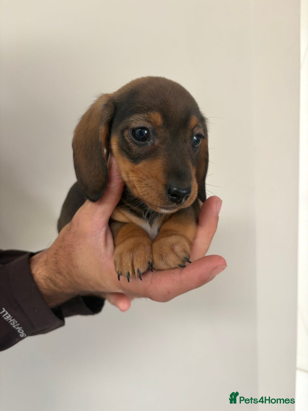 Miniature Dachshund dogs for sale: Gorgeous Long &short haired mini dachshund puppies - Image 14