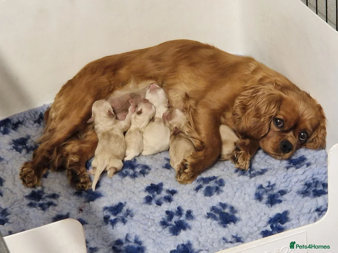 Cavachon dogs for sale: ✨️STUNNING HEALTH TESTED CREAM F1 CAVACHONS✨️ - Advert 2