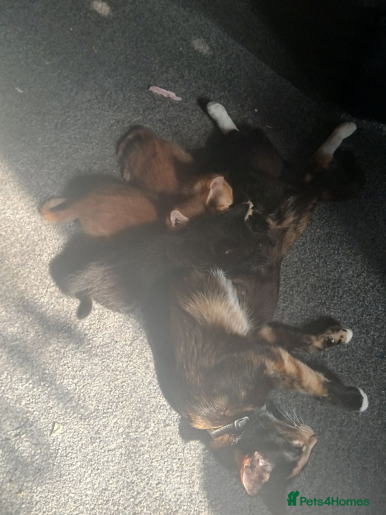 Mixed Breed cats One male tabby ginger kitten - Advert 1