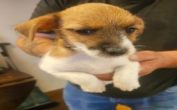 Mixed Breed dogs for sale: Boarder terrier x jack Russell  - Image 7