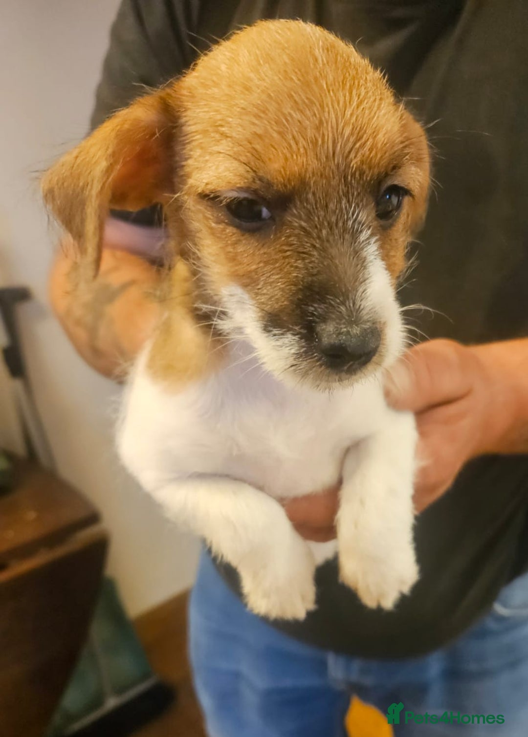Mixed Breed dogs for sale: Boarder terrier x jack Russell  - Image 7