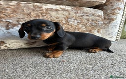 Miniature Dachshund dogs for sale: Dachshund puppies - Image 5