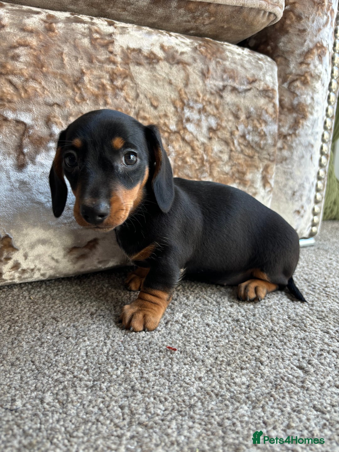 Miniature Dachshund dogs for sale: Dachshund puppies - Image 5