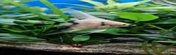 Angelfish fish for sale: Koi/Marble Angelfish - Advert 5