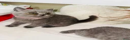 British Shorthair cats for sale: Beautiful British Shorthair Kittens – Famiy Raised in Thornton Heath - Advert 14