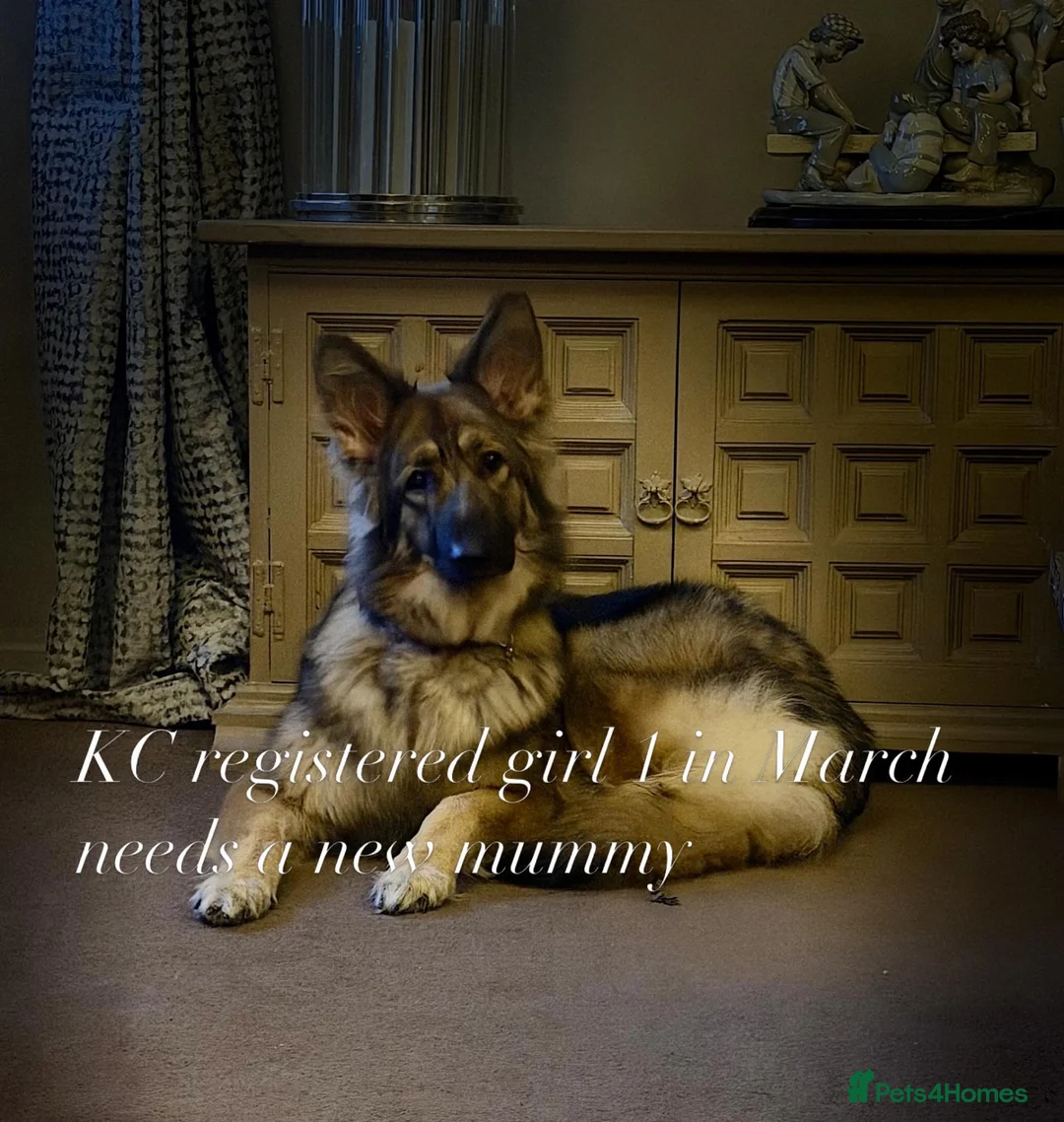 German Shepherd dogs for sale: KC reg 1 year bitch German Shepherd  - Advert 1