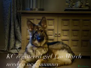 German Shepherd dogs KC reg 1 year bitch German Shepherd - Advert 1