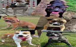 Staffordshire Bull Terrier dogs for stud: Legacy’s Spartan Available For Stud in Leicester - Image 10