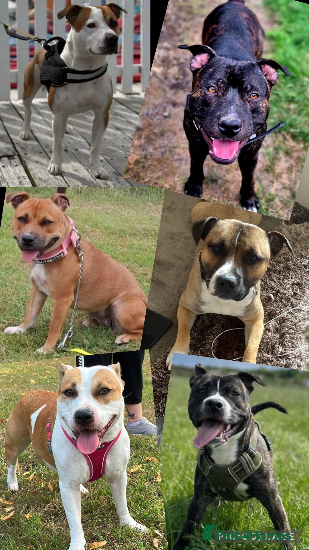 Staffordshire Bull Terrier dogs for stud: Legacy’s Spartan Available For Stud in Leicester - Image 10