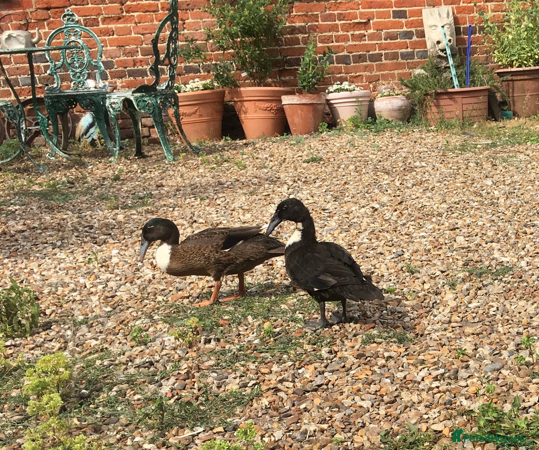 Ducks poultry for sale: Dutch Hookbill ducklings - Image 11